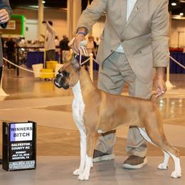 Belle - Boxer