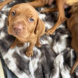 Sky - Rust golden female Vizsla puppy in Gulf Breeze, Florida from April Wolf