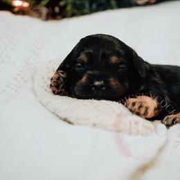 White collar - Black and tan female Cockapoo puppy in Missoula, Montana from Big Sky Cockapoos