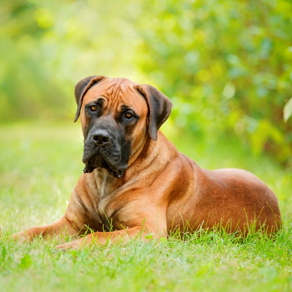 Boerboel