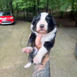 Rumor - Tri-color male Border Collie puppy in Fortson, Georgia from Southern Wind Farms