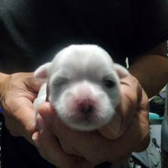 Mal-Shi, Maltese, and Shih Tzu Puppies from Michigan Maltese Puppies