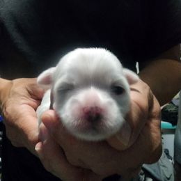 Mal-Shi, Maltese, and Shih Tzu Puppies from Michigan Maltese Puppies