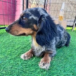 Posie - Dachshund