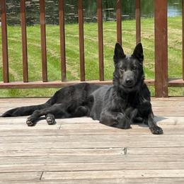 Azula Blue of Pocono GSD - Blue female German Shepherd puppy in Tafton, Pennsylvania from Pocono GSD