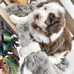 Bernedoodle, Bordoodle, and Poodle Puppies from Divine Doodles