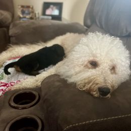 Goldendoodle Puppies from Fishermen’s Doodles