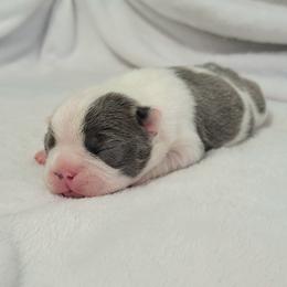 Boston Terrier Puppies from White Valley Boston Terriers