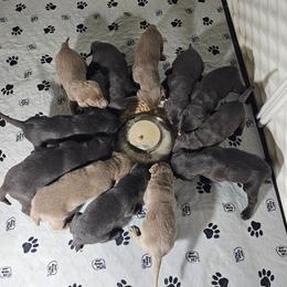 Girl 1 - Charcoal female Dilute Retriever puppy in Swanton, Ohio from SilverWater Labs