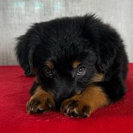 Alice - Black tri female Miniature Australian Shepherd puppy in Sulphur, Louisiana from Triple J Aussies and Corgis
