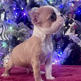 Gizmo - Seal and white male Boston Terrier puppy in North Carolina from H & H Boston Terriers