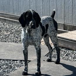 Ruger - German Shorthaired Pointer
