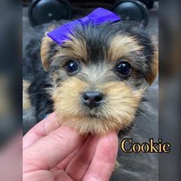 Yorkshire Terrier Puppies from Hip Hoppin Yorkies