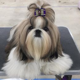 Shih Tzus from CaLee