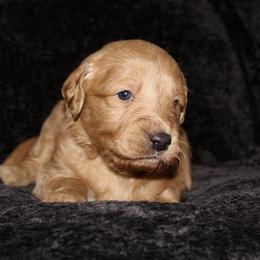 Goldendoodle Puppies from Silver Barn Doodles
