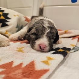 Purple - Merle female Bernedoodle puppy in Shelby, North Carolina from Forever Grateful Doodles