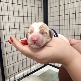 Jolly (Blue band) - Parti male Labradoodle puppy in Plainfield, New Jersey from Caris Paws Poodles and Labradoodles