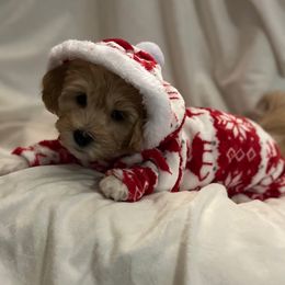 Dark blue boy - male Havanese puppy in Arlington, Washington from Havanese With Love Breeding Co.