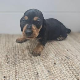 Lera - Black and tan female Dachshund puppy in Anaconda, Montana from Montana Country Dachshunds