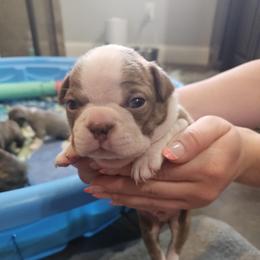 Boy 3 - Red and white - Red male Boston Terrier puppy in Sulphur Springs, Texas from B&B Bostons
