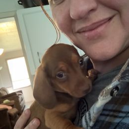 Lucy - Red female Dachshund puppy in Silsbee, Texas from The Doxie Den