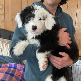INGRID - Black and white female Old English Sheepdog puppy in Charlo, Montana from Heavenly Hilltop Farm