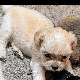 Ernest - Cream male Lhasa Apso puppy in Fort Worth, Texas from Cynthia's Lhasa Apsos