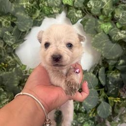 Ms Pretty (AKC) - Red mottled female Australian Cattle Dog puppy in Sahuarita, Arizona from A2 Australian Cattle Dogs