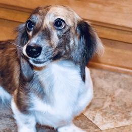 Laurel - Dachshund