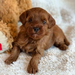 Maisy - Red  female Goldendoodle puppy in Wharton, Texas from Little Fur Friends