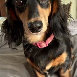 Maple - Dachshund