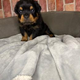 Red boy - Black and mahogany male Rottweiler puppy in Auburn, California from VHF