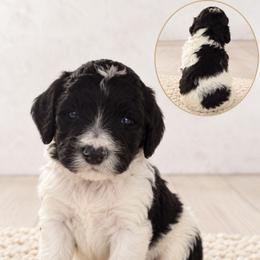 Maverick - Black and white male Aussiedoodle puppy in Hudson, Michigan from Haas Pawz