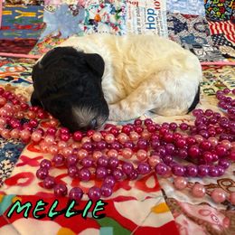 Girl 2 - female Poodle puppy in Port Orange, Florida from Daytona’s Standard Poodles