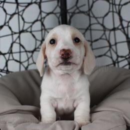 Hamm - Cream Dachshund puppy in Alva, Florida from Salty C's Dachshunds