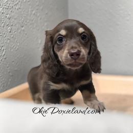 Weston - Chocolate and cream male Dachshund puppy in Oklahoma City, Oklahoma from OkieDoxieland Dachshunds