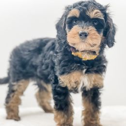 Golden Mountain Doodle puppies from Magic Valley Family Doodles