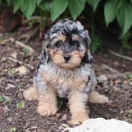 Orbit - Merle male Whoodle puppy in West Bend, Iowa from Blue Skies Terriers