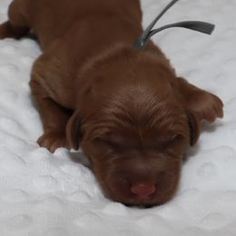 Grey Male - Dark golden male Golden Retriever puppy in Norman, Oklahoma from Raised Right Pups