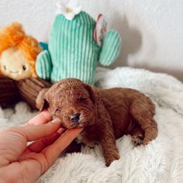 MBappe - Red male Cavapoo puppy in Mesa, Arizona from Pedersendoodles