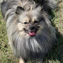 Pomeranians from Pompadorable Poms