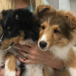 Shetland Sheepdogs from Silver Trails Shelties