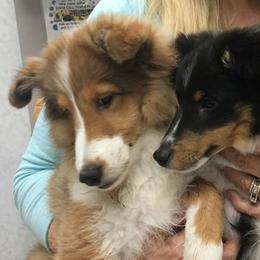 Shetland Sheepdogs from Silver Trails Shelties