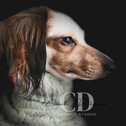 Dachshund Puppies from Camacho_Dachshunds