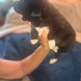 Girl 4 Bonnie olive green collar - Black female Anatolian Pyrenees puppy in Clifton, Illinois from Mcginnis Guardian Dogs