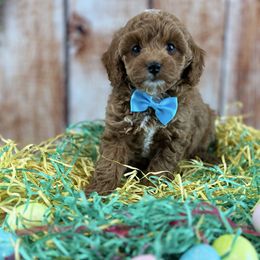 Cavalier King Charles Spaniel and Poodle Puppies from Cav.ish's Missouri Cavaliers and Poodles