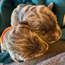 Boerboels and Cane Corso from DeCola’s Mastiff Paws