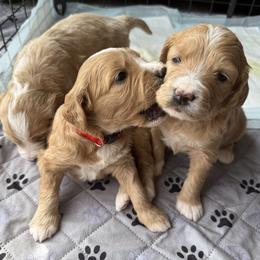 Aussiedoodle and Goldendoodle Puppies from Classic City Doodles