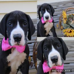 Great Dane Puppies from Cook’s Gentle Giants