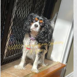 Cavalier King Charles Spaniels from Harvest Moon Cavaliers